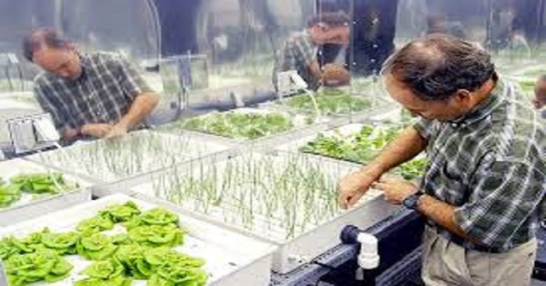 Assistant Professor Position on Root Physiology in Hydroponic Systems, Academic opportunities, Academic Jobs, University Jobs, Academic positions, Higher Ed jobs, PhD jobs, Faculty Jobs, Academic Research, post-doc positions, Research position,